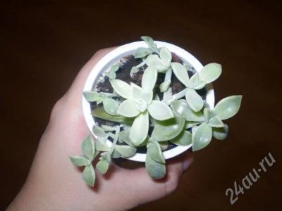 Лот: 570731. Фото: 1. Эчеверия. Горшечные растения и комнатные цветы