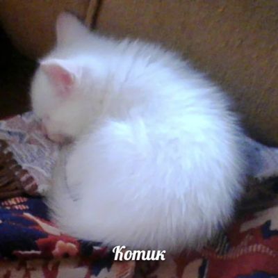 Лот: 6702332. Фото: 1. Котята!!! :). Кошки, котята
