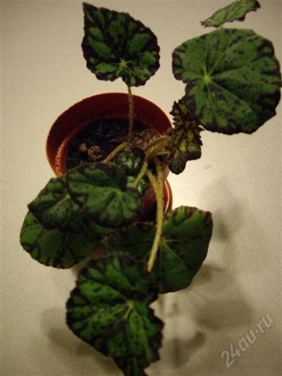 Лот: 1861927. Фото: 1. Бегония (Begonia bowerae 'Persian... Горшечные растения и комнатные цветы