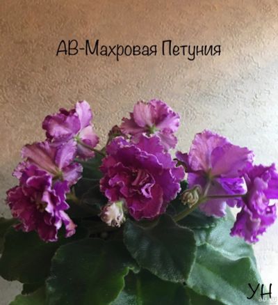 Лот: 15676579. Фото: 1. Фиалка АВ-Махровая Петуния (лист... Горшечные растения и комнатные цветы
