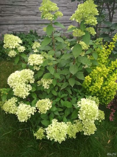 Лот: 13855249. Фото: 1. Гортензия Лаймлайт. Декоративные кустарники и деревья