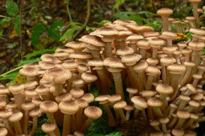 Лот: 4279750. Фото: 1. Сушеные опята из экологически... Грибы