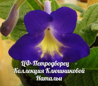 Лот: 8848824. Фото: 1. Стрептокарпус Петродворец. Горшечные растения и комнатные цветы