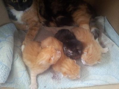 Лот: 9741284. Фото: 1. Котята рыжие и трехцветные. Кошки, котята