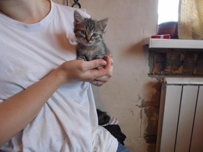 Лот: 3059175. Фото: 1. Отдам в хорошие руки 3-х схожих... Кошки, котята