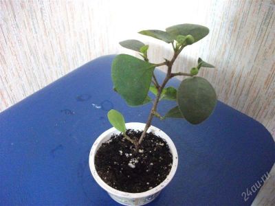 Лот: 2701254. Фото: 1. фикус разнолистный (Ficus diversifolia... Горшечные растения и комнатные цветы
