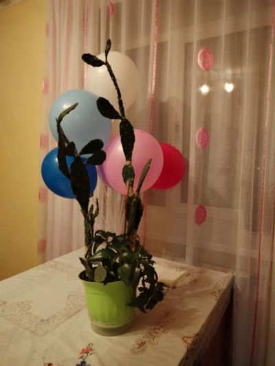 Лот: 24657364. Фото: 1. Цветок комнатный. Кто назовет... Горшечные растения и комнатные цветы