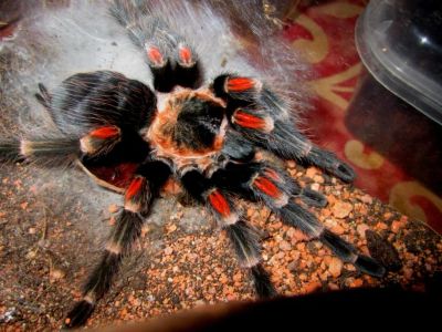 Лот: 8661338. Фото: 1. Паук птицеед brachypelma auratum... Остальные животные