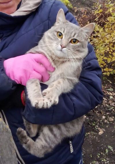 Лот: 20865052. Фото: 1. Кот. Кошки, котята