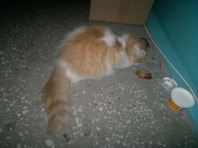 Лот: 5286801. Фото: 1. котенок рыжий. Кошки, котята