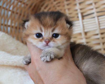 Лот: 11579823. Фото: 1. Золотые британские малыши. Кошки, котята