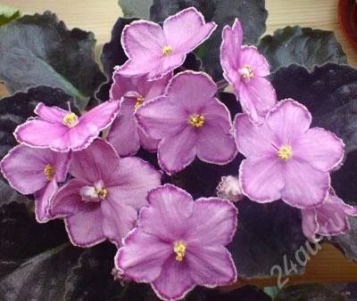Лот: 796213. Фото: 1. Фиалка Sora Addison Rose - детка. Горшечные растения и комнатные цветы