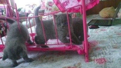 Лот: 2569299. Фото: 1. чистокровные бриташки девочки). Кошки, котята