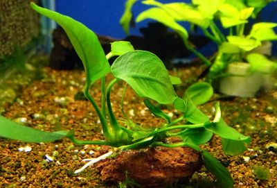 Лот: 25626555. Фото: 1. Анубиас. Водные растения