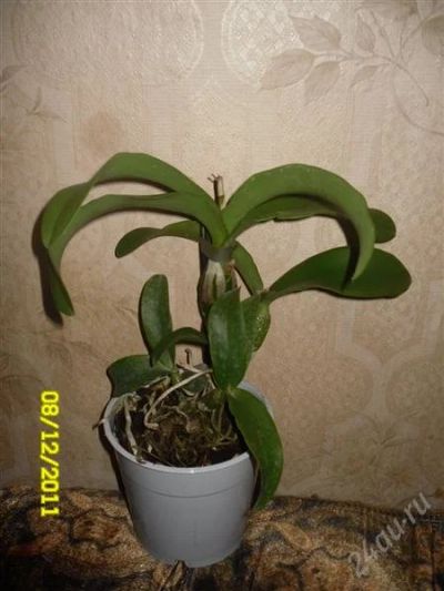 Лот: 1402333. Фото: 1. Орхидея Дендрофал (см.описание... Горшечные растения и комнатные цветы