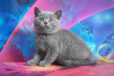 Лот: 7022570. Фото: 1. Британский голубой котенок. Кошки, котята