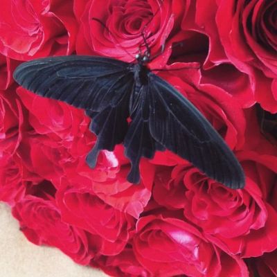 Лот: 7023762. Фото: 1. Порхвающий цветок - живая тропическая... Свежие цветы