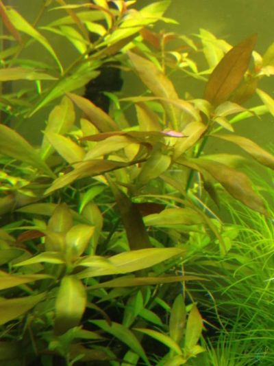 Лот: 5814801. Фото: 1. Людвигия узколистная. Водные растения