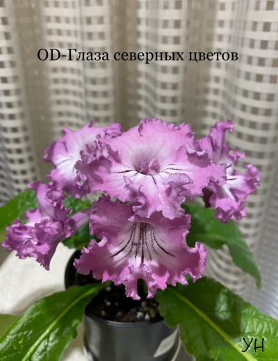 Лот: 22395302. Фото: 1. Стрептокарпус OD-Глаза северных... Горшечные растения и комнатные цветы
