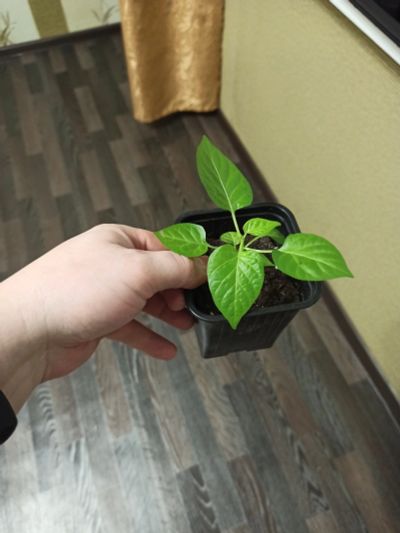 Лот: 15797052. Фото: 1. 7 POD JONAH. Сверхострый перец... Овощи