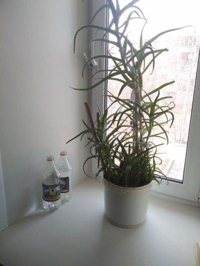 Лот: 18797327. Фото: 1. Алоэ цветок 5 лет. Горшечные растения и комнатные цветы