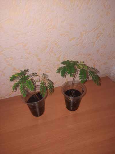 Лот: 22853374. Фото: 1. Тамаринд. Горшечные растения и комнатные цветы
