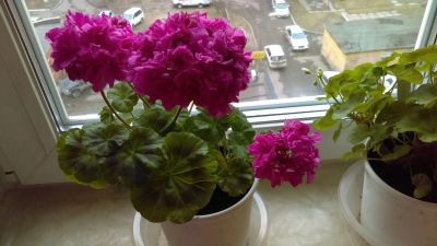 Лот: 11228623. Фото: 1. Пеларгония зональная Bold Pixie. Горшечные растения и комнатные цветы
