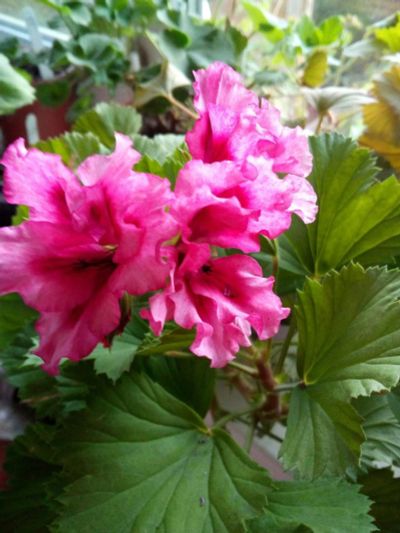 Лот: 14330552. Фото: 1. пеларгония королевская Raspberry... Горшечные растения и комнатные цветы
