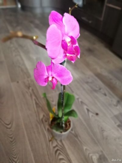 Лот: 13529426. Фото: 1. Орхидея 1. Горшечные растения и комнатные цветы