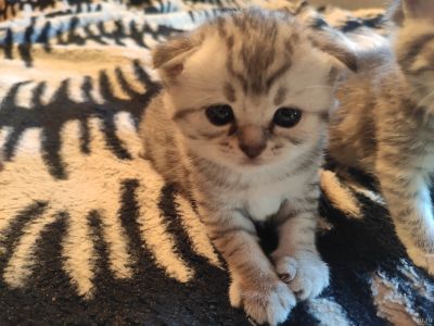 Лот: 17975745. Фото: 1. Котята шотландские. Кошки, котята