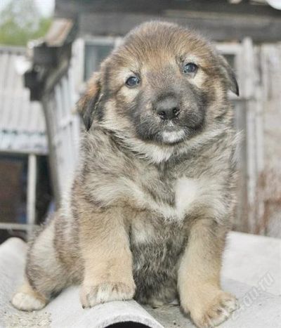 Лот: 2833868. Фото: 1. Отдам щенка помесь с кавказцем... Собаки, щенки