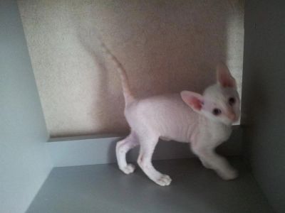 Лот: 3041891. Фото: 1. Кошечки Корниш-рекс. Кошки, котята
