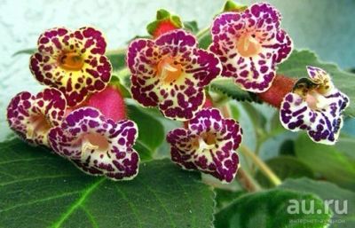 Лот: 9600934. Фото: 1. Колерия Morthers Lipstick. Горшечные растения и комнатные цветы