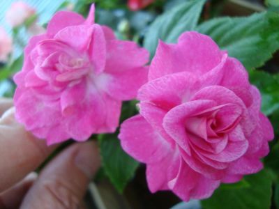 Лот: 3962418. Фото: 1. Бальзамин махровый Stanrdust Pink. Горшечные растения и комнатные цветы
