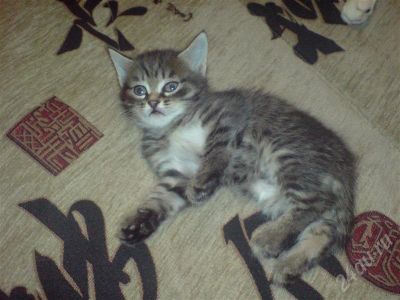 Лот: 654279. Фото: 1. Отдам котят в хорошие руки. Остальные животные