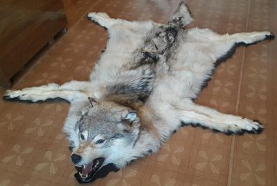 Лот: 6928010. Фото: 1. Шкура полярного волка. Подарки на 23 февраля