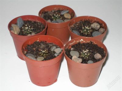 Лот: 1321849. Фото: 1. Кактус Gymnocalycium friedrichii... Горшечные растения и комнатные цветы
