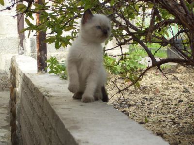Лот: 9639267. Фото: 1. кот 3. Кошки, котята