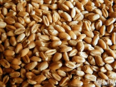 Лот: 9946556. Фото: 1. Продам пшеницу оптом. Корма