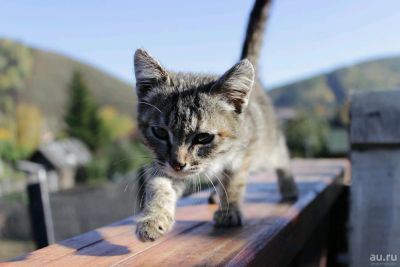 Лот: 14673963. Фото: 1. Котёнок. Кошки, котята