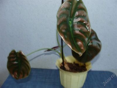 Лот: 1769261. Фото: 1. алоказия Alocasia Red Secret. Горшечные растения и комнатные цветы