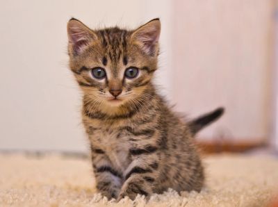 Лот: 3021548. Фото: 1. Очаровательный полосатик! :). Кошки, котята