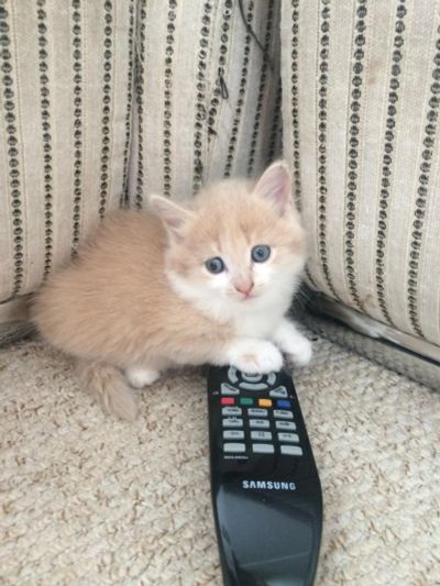 Лот: 7863250. Фото: 1. Котята подарю. Кошки, котята