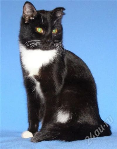 Лот: 682874. Фото: 1. Котик-красавчик ищет хозяев!. Остальные животные