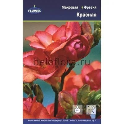 Лот: 15947456. Фото: 1. Фрезия махровая красная Дабл Ред... Садовые цветы