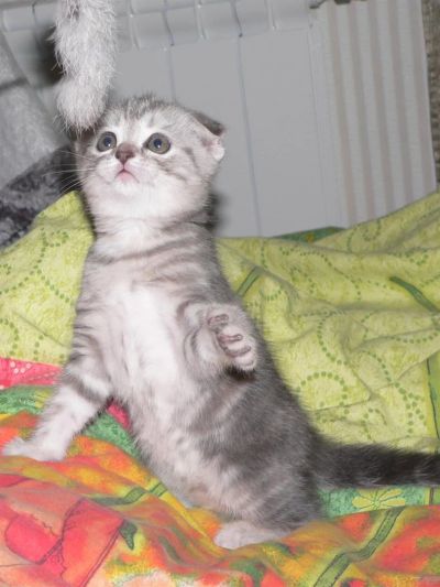 Лот: 3579836. Фото: 1. Шотландские котята. Кошки, котята