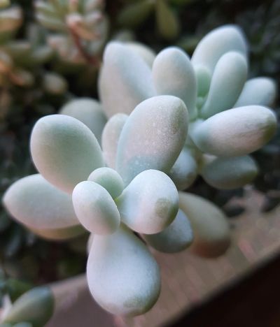 Лот: 16343945. Фото: 1. Pachyphytum Overferum. Горшечные растения и комнатные цветы