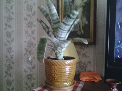 Лот: 4567485. Фото: 1. эхмея. Горшечные растения и комнатные цветы
