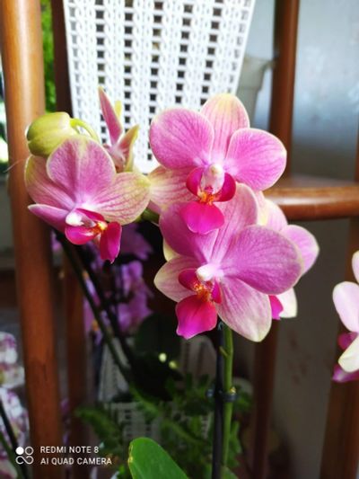 Лот: 17881716. Фото: 1. Орхидея фаленопсис Summer song... Горшечные растения и комнатные цветы