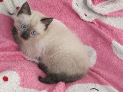 Лот: 7519402. Фото: 1. Отдам 1,5 месячного котёнка цвета... Кошки, котята